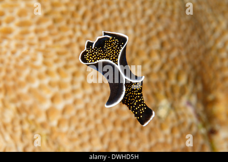 Gold-dotted marine flatworm, Thysanozoon nigropapillosum, swimming in mid water near a coral reef. Stock Photo