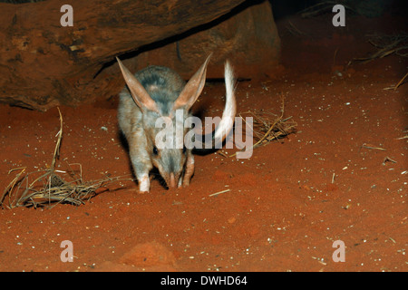 Nocturnal Greater Bilby, Macrotis lagotis, scavenging at night, Australia