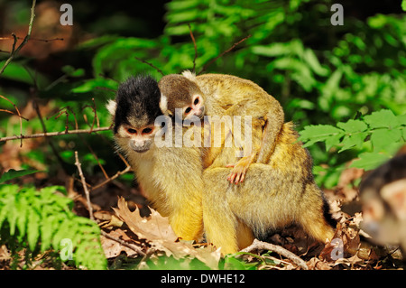 Bolivian Squirrel Monkey or Black-capped Squirrel Monkey (Saimiri boliviensis), female with young Stock Photo