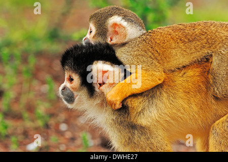 Bolivian Squirrel Monkey or Black-capped Squirrel Monkey (Saimiri boliviensis), female with young Stock Photo