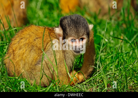 Bolivian Squirrel Monkey or Black-capped Squirrel Monkey (Saimiri boliviensis) Stock Photo
