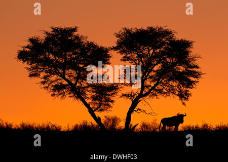 African Acacia tree and a wildebeest silhouetted against a red sunset Stock Photo
