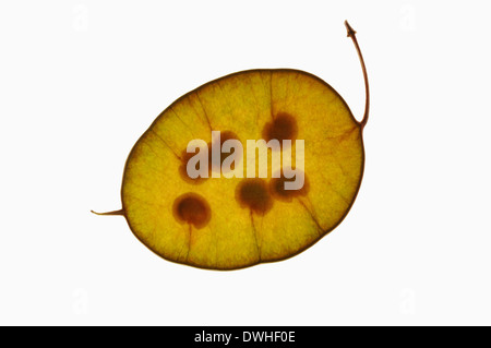 Money Plant, Pennyflower or Annual Honesty (Lunaria annua), seed Stock Photo