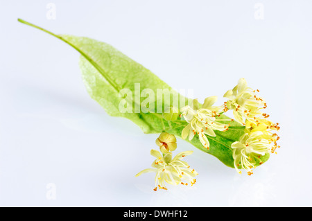 Large-leaved Lime (Tilia platyphyllos), blossoms Stock Photo