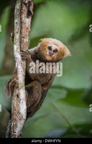 Buffy headed marmoset Callithrix flaviceps Atlantic Coast rainforest ...