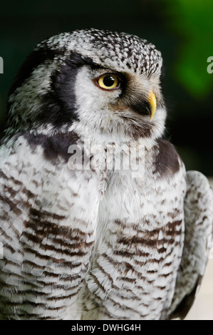 Northern Hawk Owl (Surnia ulula) Stock Photo