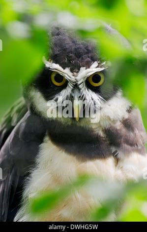 Spectacled Owl (Pulsatrix perspicillata) Stock Photo