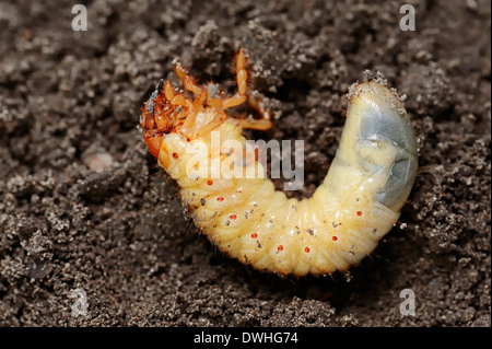 Common Cockchafer or May Bug (Melolontha melolontha), larva, North Rhine-Westphalia, Germany