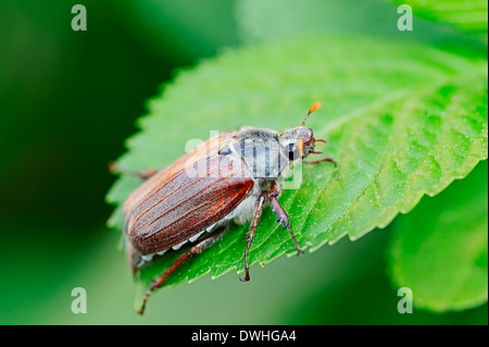 Common Cockchafer or May Bug (Melolontha melolontha), North Rhine-Westphalia, Germany
