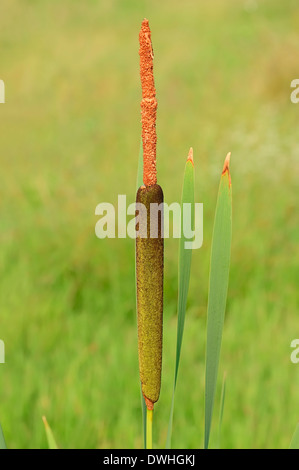 Common Cattail, Common Bulrush, Great Reedmace or Cooper's Reed (Typha latifolia), North Rhine-Westphalia, Germany Stock Photo