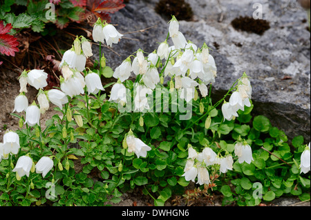Dwarf Bellflower, Fairies Thimbles or Fairy Thimble Bellflower (Campanula cochleariifolia var. alba) Stock Photo