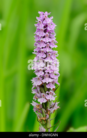 Heath Spotted Orchid  or Moorland Spotted Orchid (Dactylorhiza maculata), North Rhine-Westphalia, Germany Stock Photo