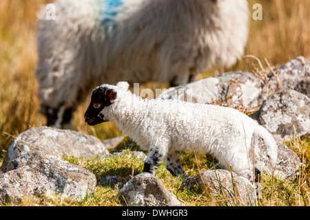 Sheep and lamb in Taw Marsh, Dartmoor National Park, Belstone, West Devon, England, UK, Europe. Stock Photo