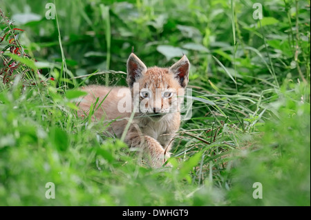 Eurasian Lynx (Lynx lynx), cub Stock Photo