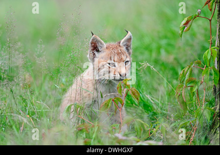 Eurasian Lynx (Lynx lynx), cub Stock Photo