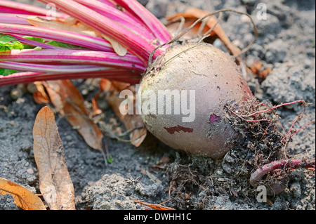Red Beet, Beetroot, Table Beet or Garden Beet (Beta vulgaris subsp. vulgaris var. conditiva), root Stock Photo
