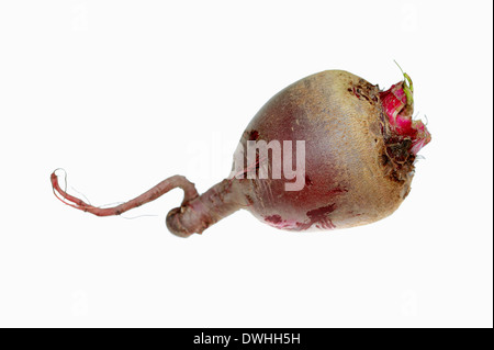 Red Beet, Beetroot, Table Beet or Garden Beet (Beta vulgaris subsp. vulgaris var. conditiva), root Stock Photo