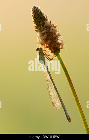 Blue-tailed Damselfly, Common Ischnura or Common Bluetail (Ischnura elegans), female, North Rhine-Westphalia, Germany Stock Photo