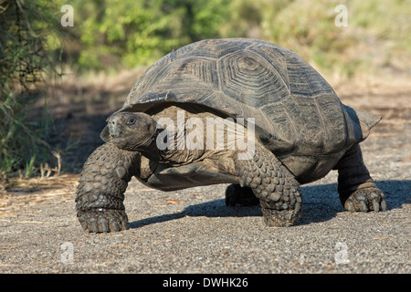 Galapagos Giant Tortoise Stock Photo