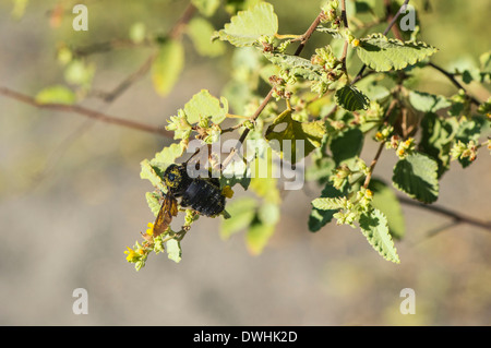 Galapagos Carpenter Bee Stock Photo