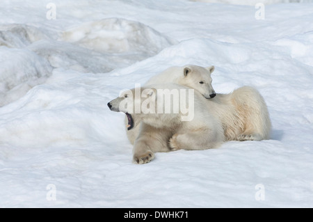 Polar Bear Stock Photo