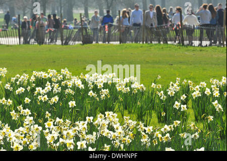 Green Park, London, UK. 9th March 2014. Daffodils in bloom as people fill Green Park on the warmest day of the year so far, as temperatures reach 20c in the bright sunny weather. Credit:  Matthew Chattle/Alamy Live News Stock Photo