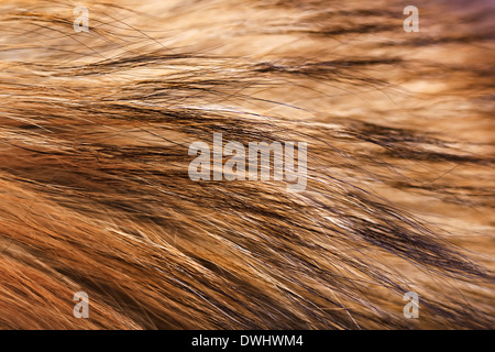 Fur closeup. Auburn raccoon fur. Macro. horizontal Stock Photo