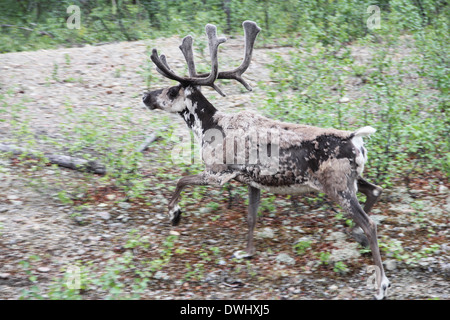 Large whitetail deer buck in the woods Stock Photo