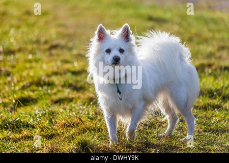 White Pomeranian dog standing on grass field Stock Photo