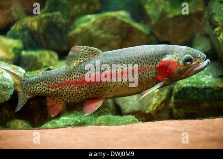 A male rainbow trout (Oncorhynchus mykiss) in an aquarium at the Royal Alberta Museum, in Edmonton, Alberta, Canada. Stock Photo