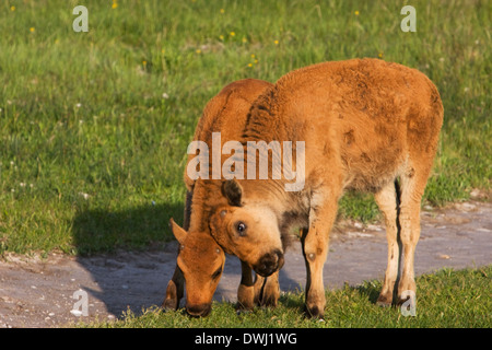 Two bison calves in Fountain Flat in the early morning, Yellowstone National Park, Wyoming. Stock Photo