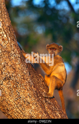 Vervet Monkey (Cercopithecus aethiops) in the late afternoon sunlight in Chobe National Park in Botswana Stock Photo