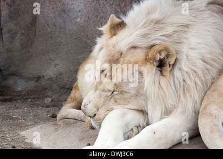 Male White Lions At The Toronto Zoo Stock Photo