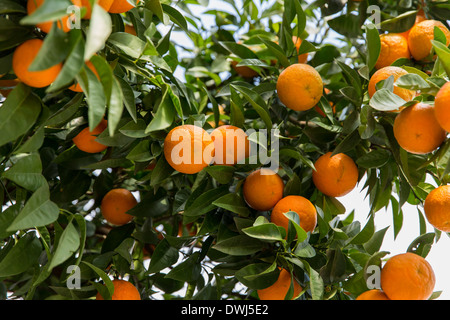 Orange citrus fruits on tree Stock Photo