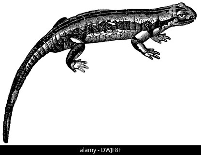 Fire salamander illustration, drawing, engraving, ink, line art Stock ...