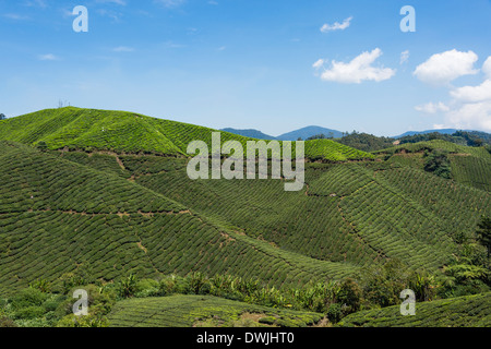 Tea pickers on the BOH Tea plantation, Cameron Highlands Stock Photo