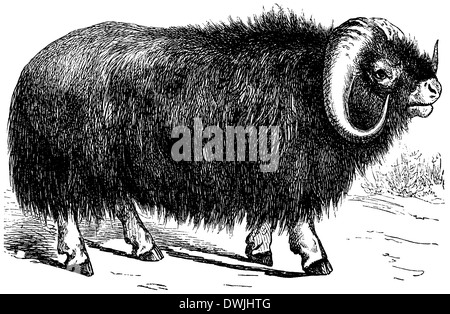 Musk ox Stock Photo