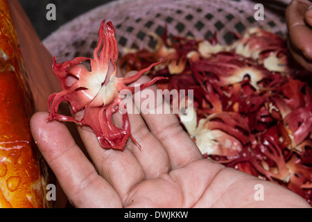 Mace being peeled from nutmegs Stock Photo