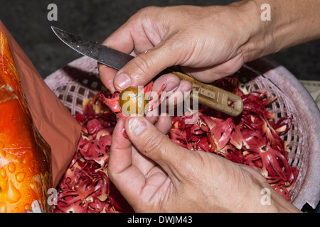 Mace being peeled from nutmegs Stock Photo