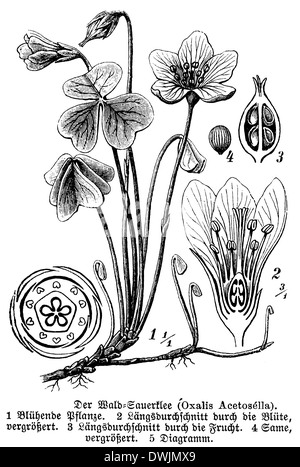 Sorrel, historical illustration Stock Photo - Alamy