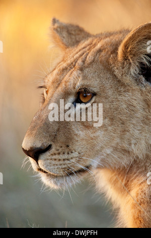 A young lioness (Panthera leo) in the Xakanixa region of the Okavango Delta in Botswana Stock Photo
