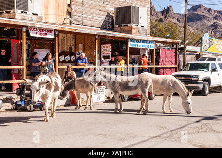 Burro's and Donkey's on street of Tourist destination and Cowboy Town of Oatman in Arizona;USA;America;on Route 66 Stock Photo