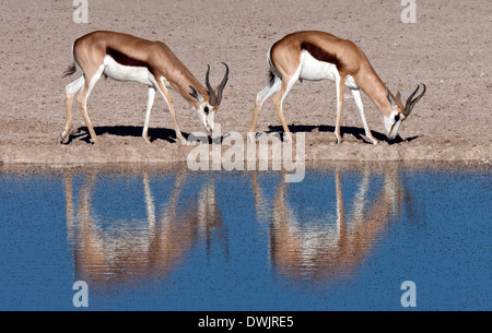 Two young male Springbok (Antidorcas marsupialis) near a fly covered waterhole in Etosha National Park in Namibia Stock Photo