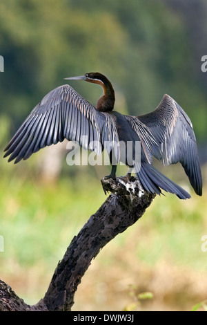 African darter (Anhinga rufa) , Western Cape, South Africa drying its wings  after diving. This bird has no oil in its feathers to reduce bouyancy whil  Stock Photo - Alamy