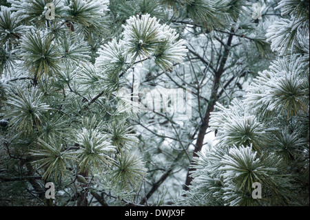 Frozen, ice-coated pine needles laced with beautiful white snow following an ice storm in Atlanta, Georgia, USA. Stock Photo
