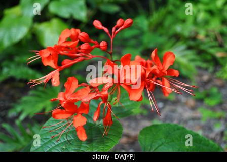 Java Glorybower Latin name Clerodendrum speciosissimum Stock Photo