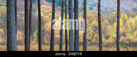 A panoramic view through pine trees of autumn colours in the Lake District Cumbria Stock Photo