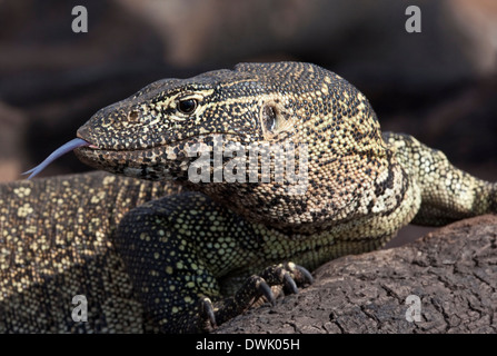 A Water Monitor (Varanus niloticus) on the banks of the Chobe River in northern Botswana Stock Photo