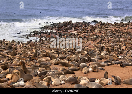 Cape Fur Seals (Arctocephalus pusillus) - Cape Cross Seal Colony - Skeleton Coast - Namibia Stock Photo