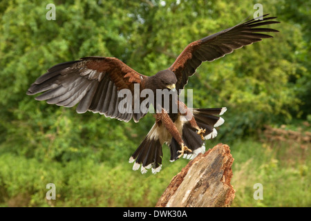 Harris Hawk (Parabuteo unicinctus) in the northeast of Ecuador in South America. Stock Photo